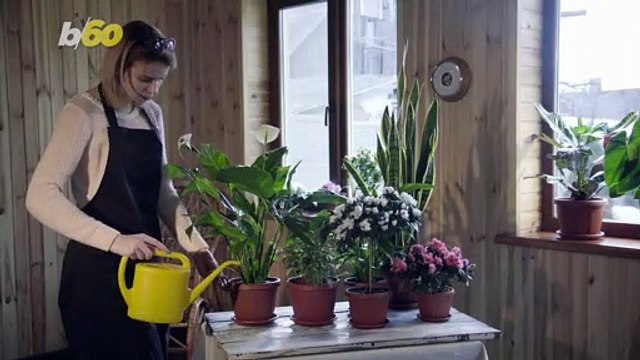 Singing Shrubs! New Device Lets Plants Play Music