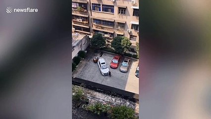 Chinese motorist fails to reverse into parking spot over a dozen times before giving up