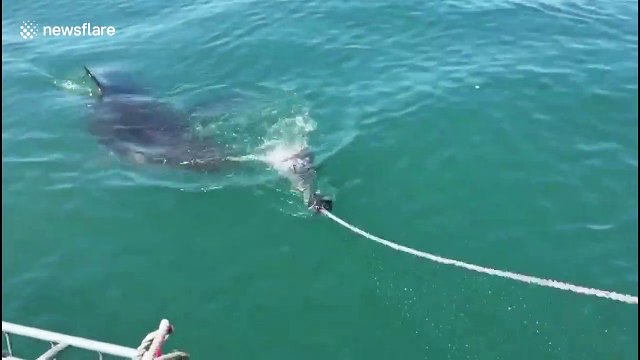 Heart-stopping moment great white shark almost latches onto cameraman off South Africa