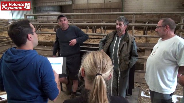 Bovins lait : coins de silo ensilage de maïs