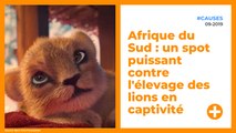 Afrique du Sud : un spot puissant contre l'élevage des lions en captivité