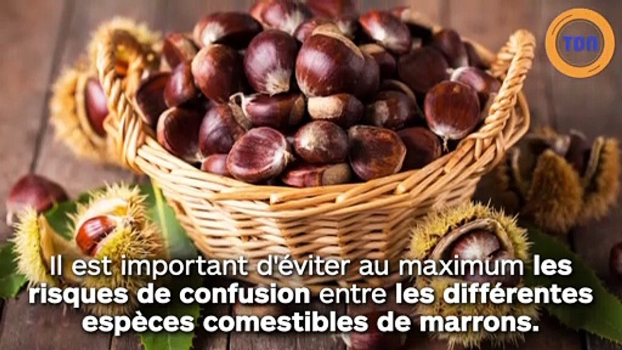 Les autorités expliquent  la différence entre  MARRONS et CHÂTAIGNES !