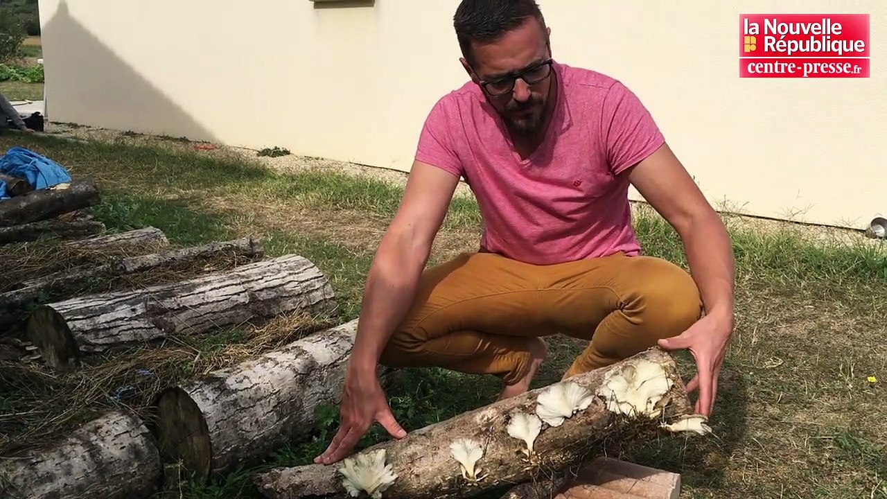 VIDEO. Un mycologue donne des conseils pour cultiver des champignons comestibles chez soi