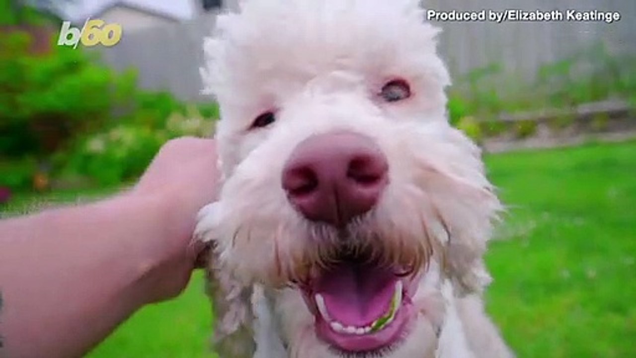 Labradoodle Creator Regrets Breeding the Dog
