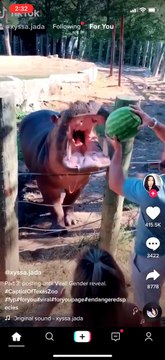 Un hippotame utilisé comme révélateur de genre