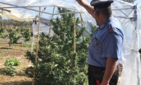 Carlentini (SR) - Marijuana, piante di canapa e munizioni: arrestato 28enne (26.09.19)