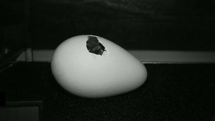 Belgio: baby pinguino nasce ad Anversa