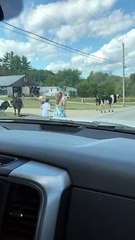 Kids Help Herd The Cows