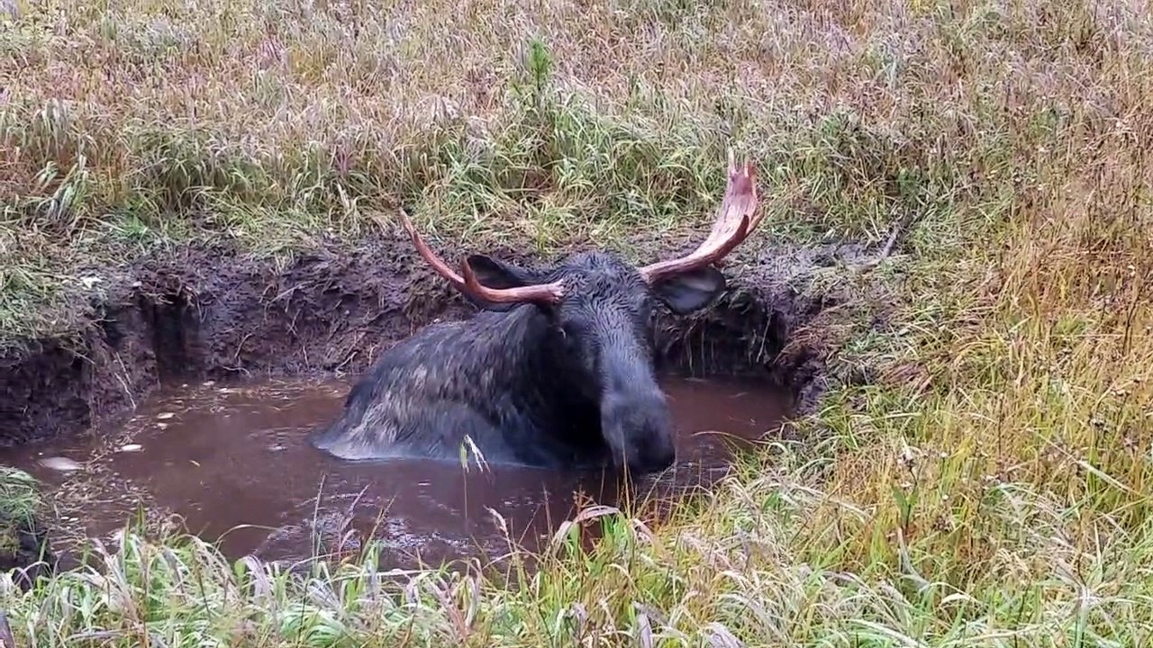 Moose Stuck in Deep Ditch