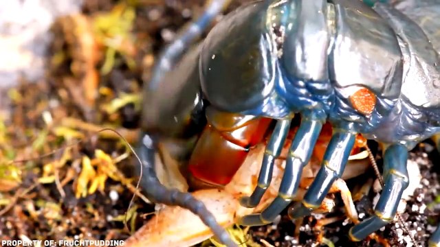 10 Insectos Más Grandes del Mundo