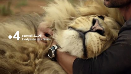 L'odyssée des félins - Bande annonce