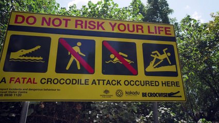 Cranky Crocs Feast on Fish