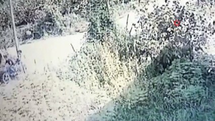 Fındık hırsızları kamerada...Biri etrafı kolaçan etti, diğeri evin duvarına işedi