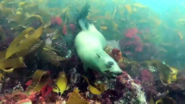 Ce plongeur nage avec des otaries qui jouent avec lui !
