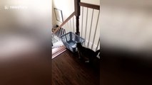 Feline bold: Lazy cat uses laundry basket to slide down stairs