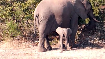 Cet éléphanteau adorable n'est pas rassuré quand il est loin de maman