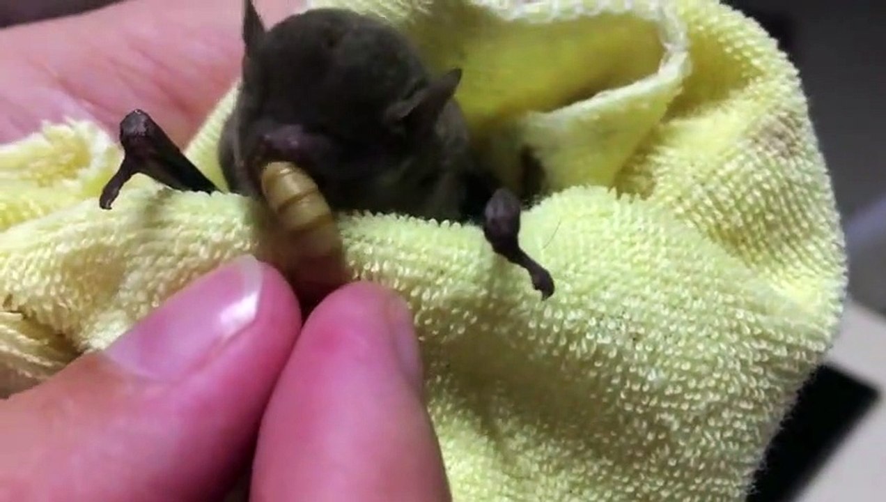 Cette jeune chauve-souris adore les gros vers