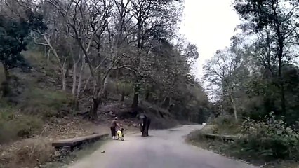 Un éléphant en colère charge une cycliste... terrifiant