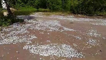 Download Video: Cette  plage russe est recouverte de milliers de papillons... Butterfly Beach