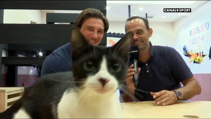 Chaionara ! Dans un bar à chats avec Camille Chat