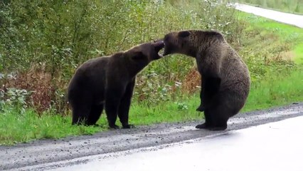 Impressionnant : deux énormes ours s'affrontent sur une route
