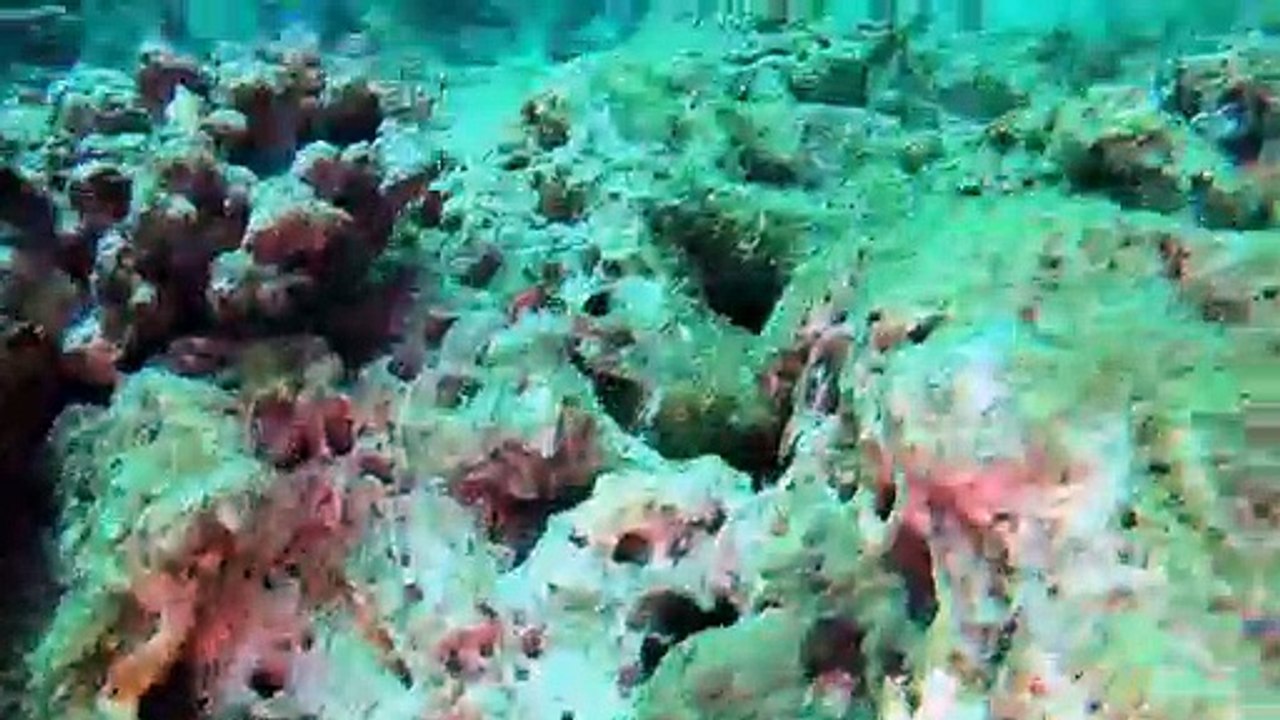 Freedive with a Fifteen Foot Moray Eel