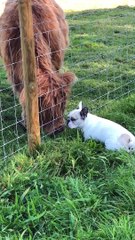 French Bulldog Has Fun in a Field