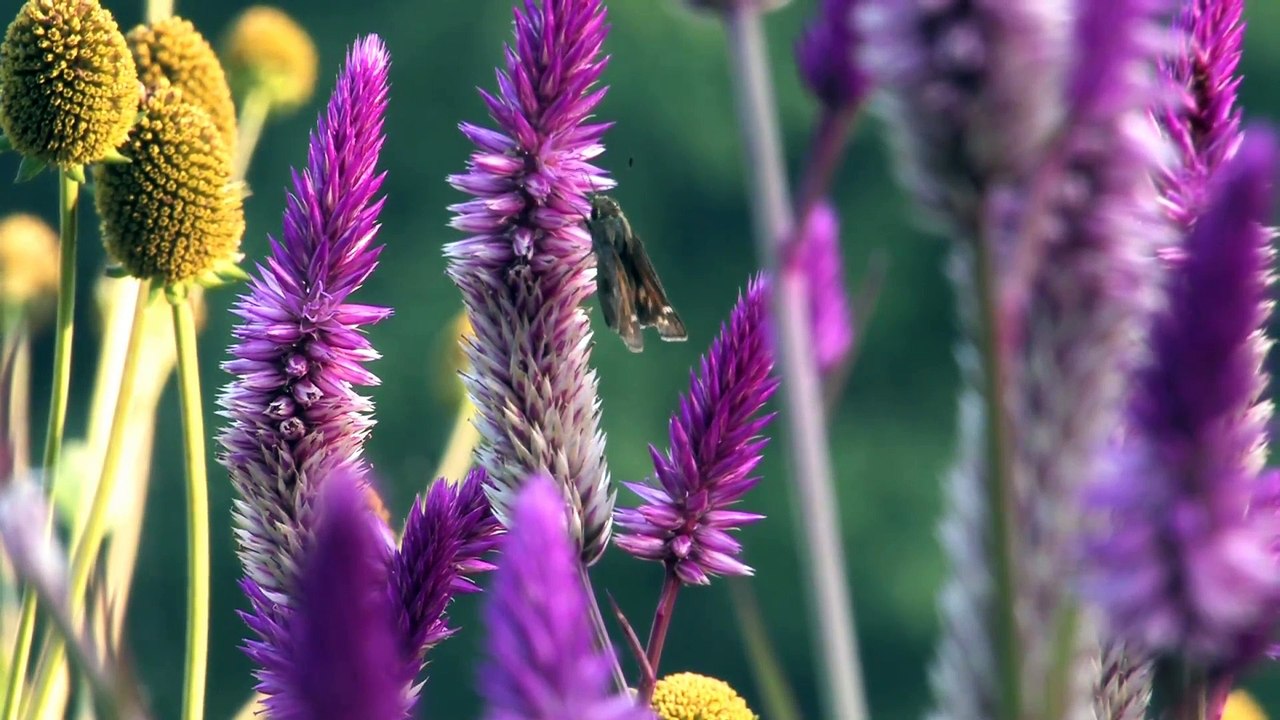 HasenChat Music - Flowers ( Instrumental Mix )