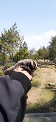 sugar glider pet from Indonesia