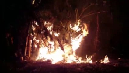Plantação de Bananeira é alvo de incêndio na Rua Jorge Lacerda