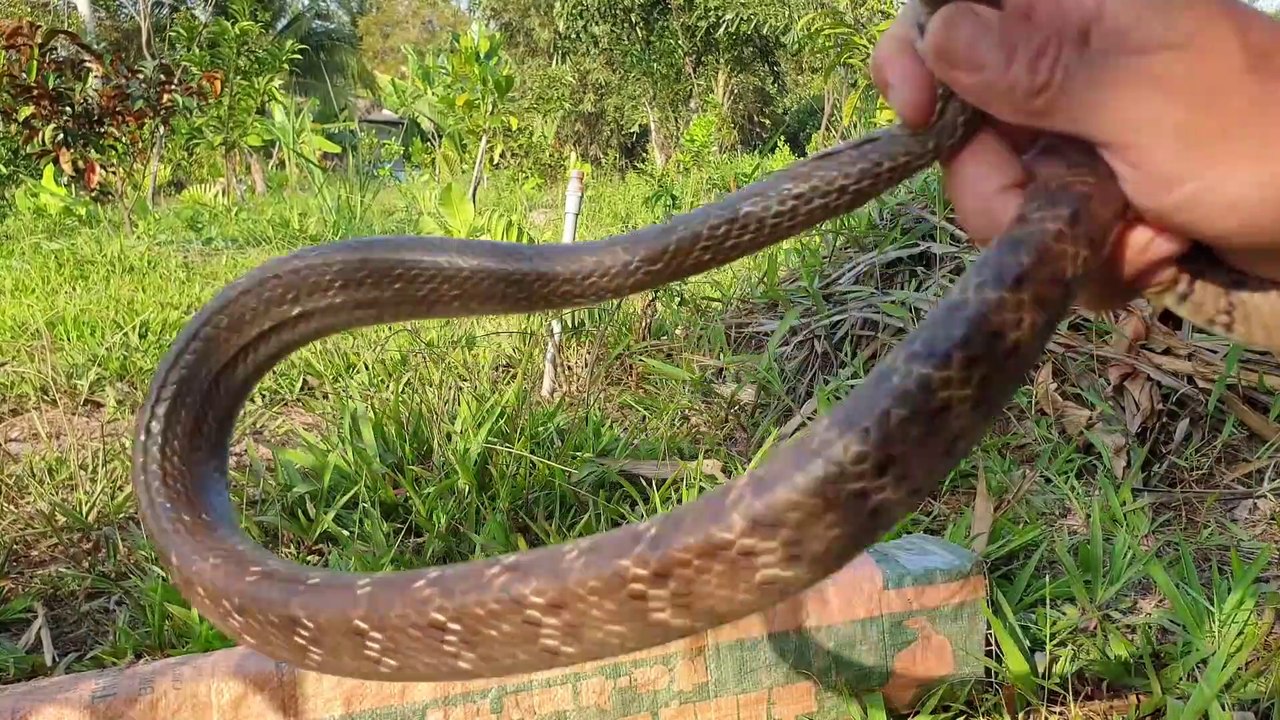 Snake river vietnam