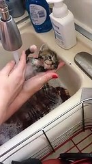 Kitten swimming While Bathed ❤️❤️❤️