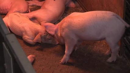 "임진강 오염·태풍이 원인?" ASF...경기 북부가 '마지노선' / YTN