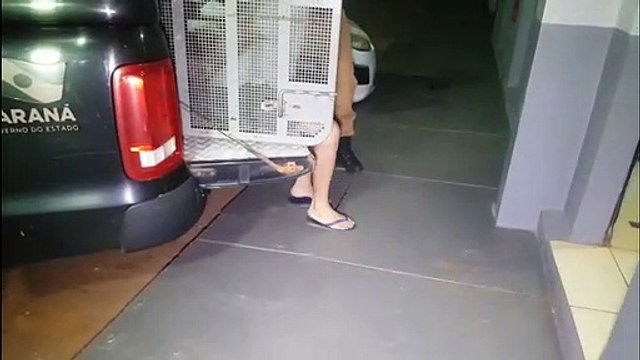 BPFRON: apreende carro com cigarros contrabandeados e encaminha homem para delegacia