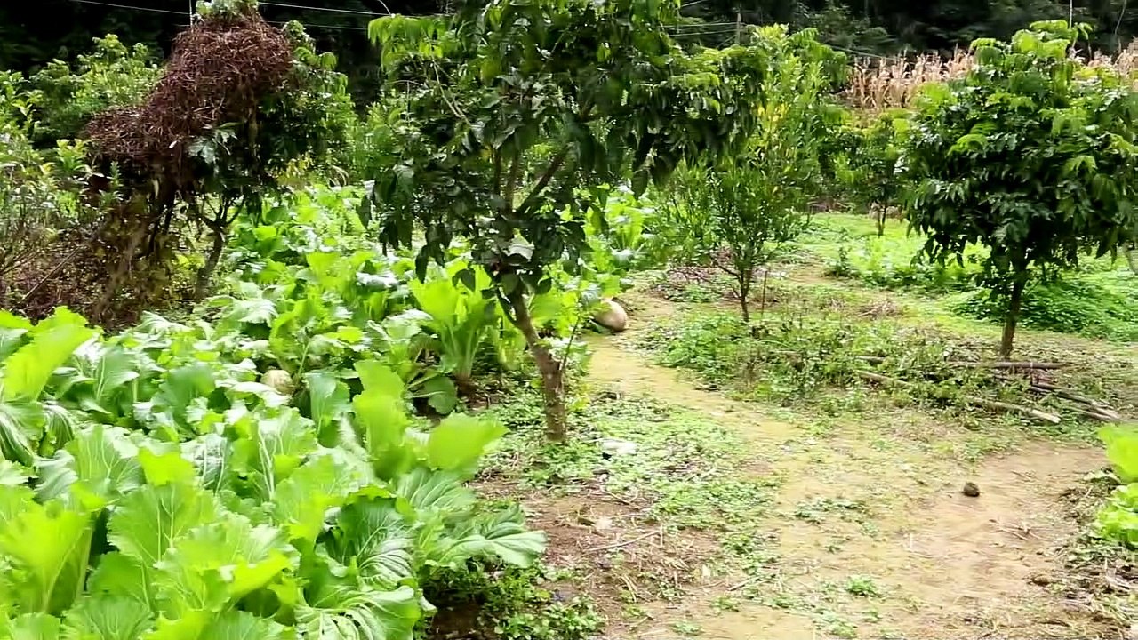The rural erhu master and the side reappeared the magical powers, the chicken head flew out instantly, and stunned the eyes of the masses.