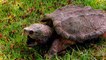 Swamp People: Snapping Turtle Surprise
