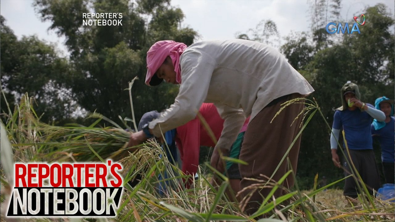 Reporter's Notebook: Bagsak-presyong halaga ng palay, paano binabawi ng mga magsasaka?