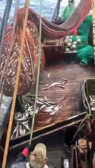 A ridiculous thing came out when the fishing boat raised the net