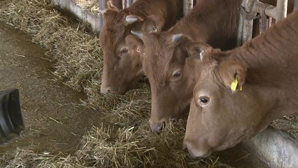 충남도, 경기·인천·강원 소 반입 금지...반출도 막아 / YTN