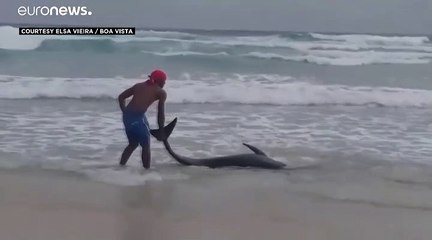 شاهد: نفوق عشرات "الحيتان الصغيرة" على شاطئ في الرأس الأخضر