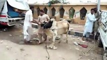 Cow Qurbani | Funny Compilation of Cow Running in Karachi Road | Eid Ul Adha 2018 & 2019