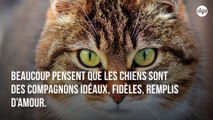 Comme  les chiens, les chats s'attachent aussi à leurs maîtres