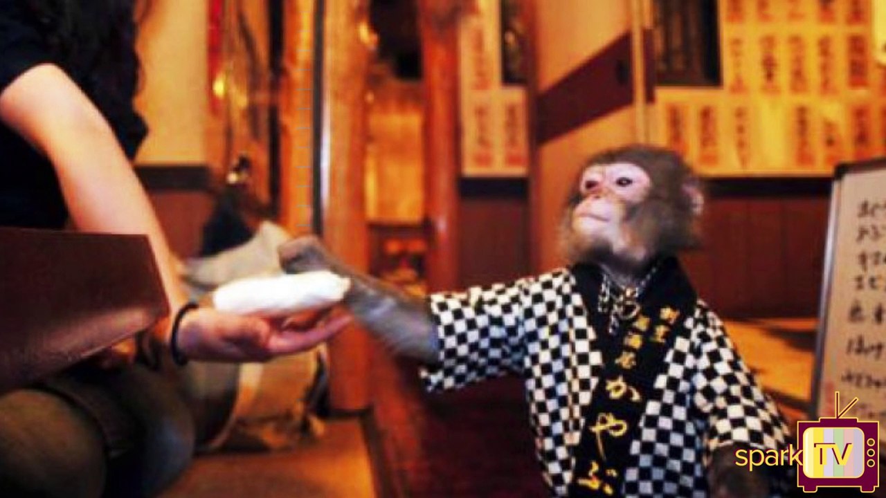 மனிதர்களுக்கே வேலை இல்ல ஆனா இந்த உணவகத்தில் குரங்கிற்கு வேலை!