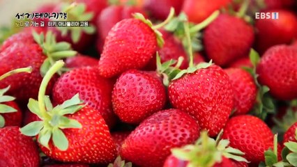 세계테마기행 - 로마로 가는 길- 신의 숨결이 머무는 곳_#002