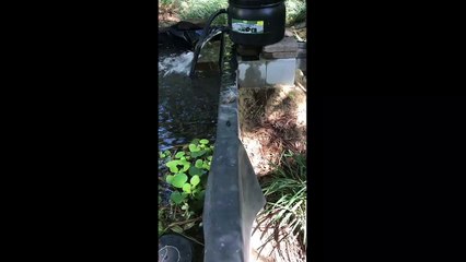 Bataille spectaculaire entre cette grenouille et ce coléoptère