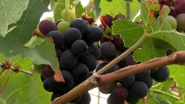 MOOC Vine&Wine (Français)