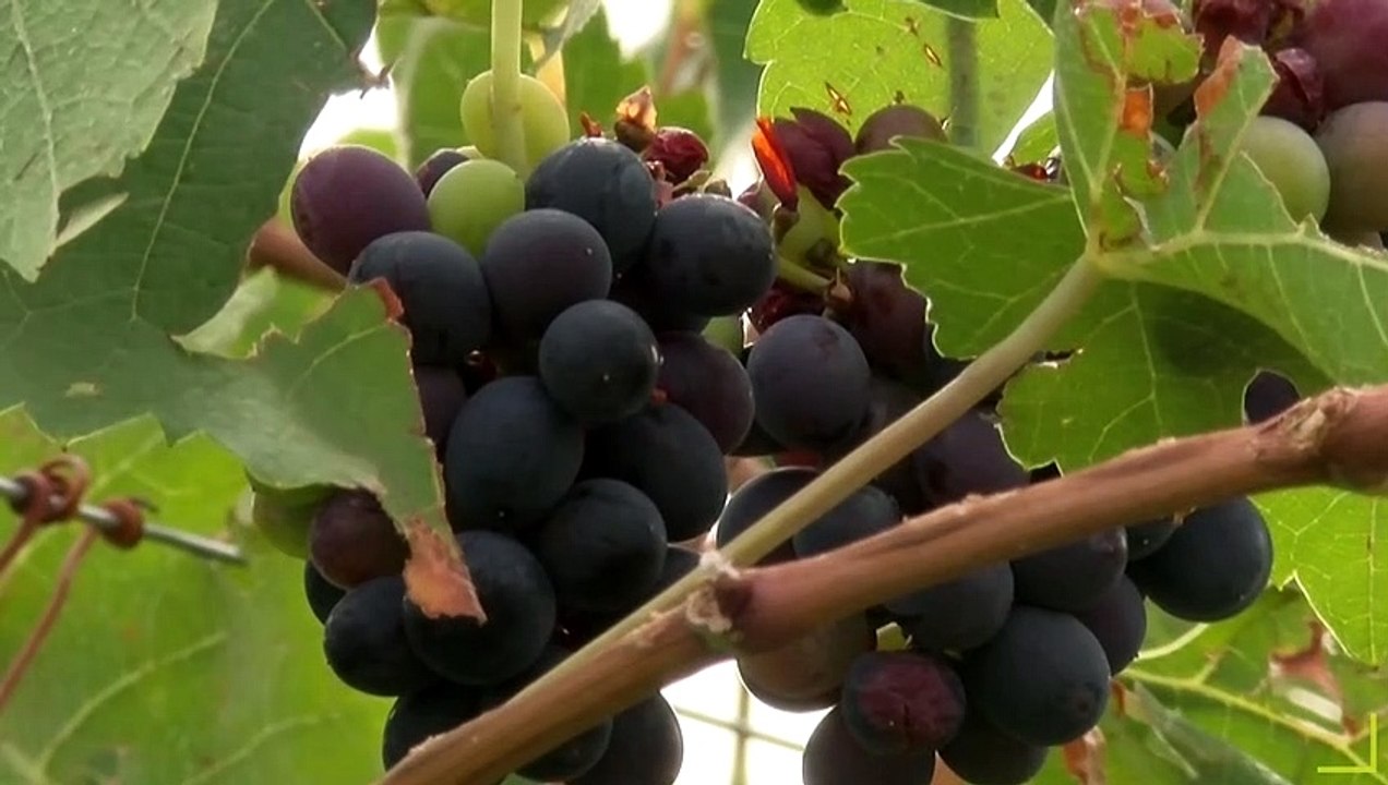 MOOC Vine&Wine (Français)