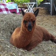 Moment adorable ! Ce lama nous offre un spectacle relaxant histoire de nous mettre dans le bain du week-end