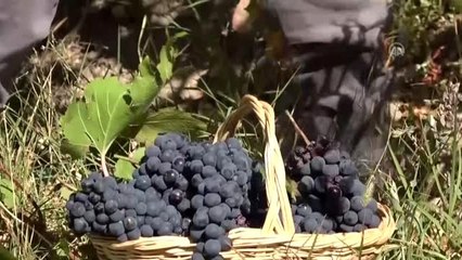 Erciş'te bağ bozumu başladı