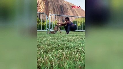 Demir çitlere sıkışan geyiği 2 kere kurtardı